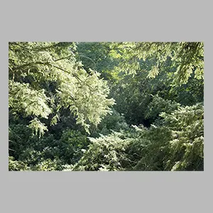 Thomas Struth