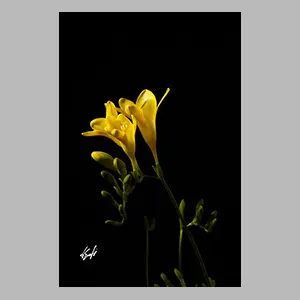 Fresias amarillas.