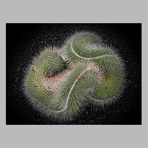 Jardín de cactus de Lanzarote - © JGM