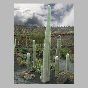 Jardín de cactus de Lanzarote - © JGM