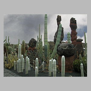 Jardín de cactus de Lanzarote - © JGM