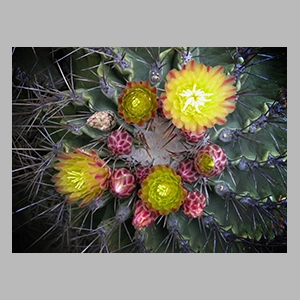 Jardín de cactus de Lanzarote - © JGM