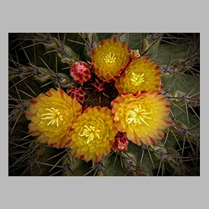 Jardín de cactus de Lanzarote - © JGM