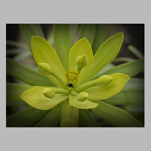 Jardín de cactus de Lanzarote - © JGM