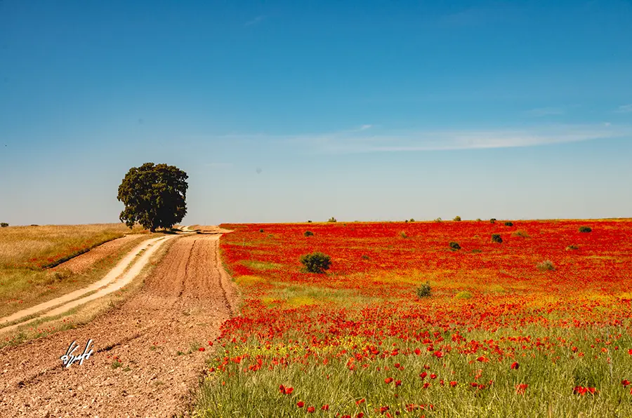Conceptos básicos de Paisaje