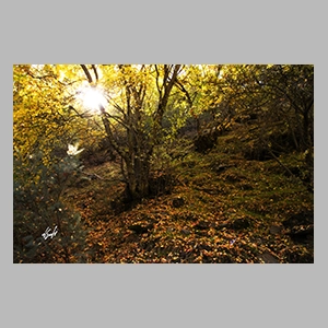 El Bosque Encantado