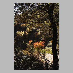 El Bosque Encantado