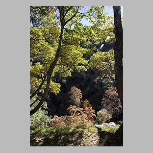 El Bosque Encantado