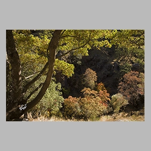 El Bosque Encantado