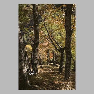 El Bosque Encantado