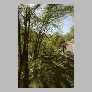 El Bosque Encantado