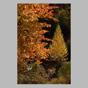 El Bosque Encantado