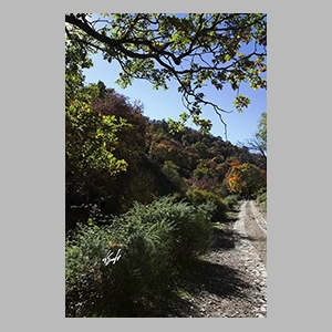 El Bosque Encantado