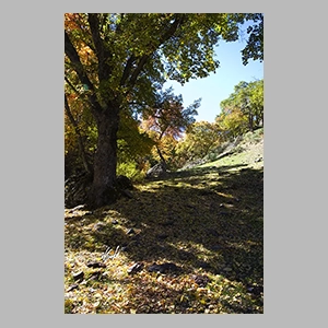 El Bosque Encantado