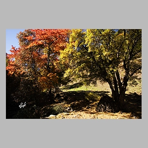 El Bosque Encantado