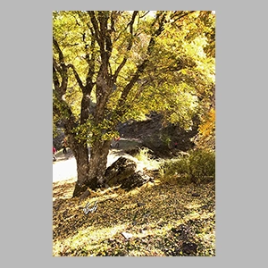 El Bosque Encantado