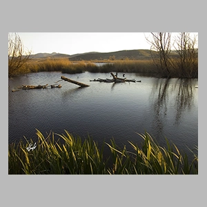 Troncos a la deriva. Laguna de Padul - Granada Foto de JGM
