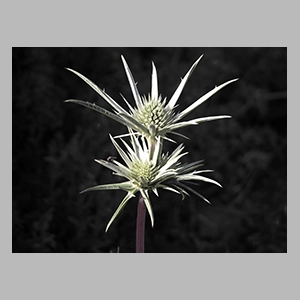 Cardo corredor (Erygium campestre) Parque Nacional de Sierra Nevada