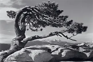 Ansel Adams