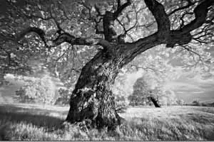  Bill Brandt