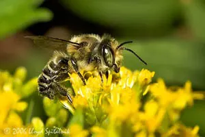 Abeja ocupada - Don-Komarechka