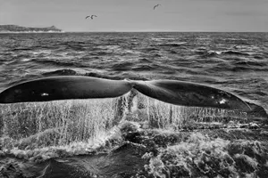 Sebastiao Salgado