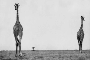 Marc Riboud