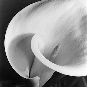 Imogen Cunningham