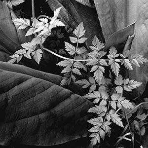 Imogen Cunningham