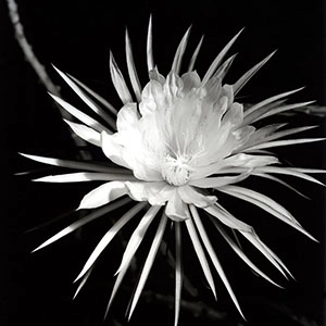 Imogen Cunningham