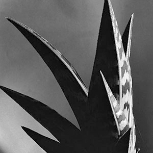 Imogen Cunningham