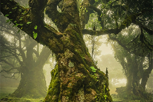 Categoría “Lone Tree” © Anke Butawitsch, Germany