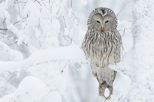  Markus Varesvuo, Finland - 9th Place - Nature (Landscape and Wildlife)