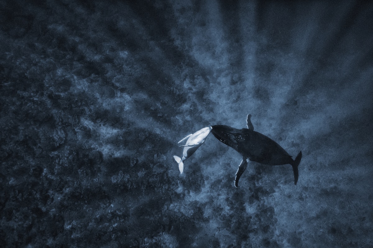  Michael Smith, Australia - Silver medal - Nature (Landscape and Wildlife)