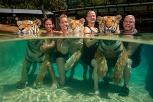 'The Tigers Next Door' Steve Winte 