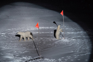 'Oso polar y su cachorro” Esther Horvath  