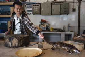 'Pangolins in Crisis' Brent Stirton 