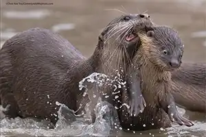 Comedy Wildlife Photo Awards 2021