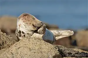 Comedy Wildlife Photo Awards 2021