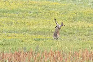 Comedy Wildlife Photo Awards 2021