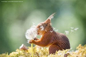 Deseos de ardilla GEERT WEGGEN 