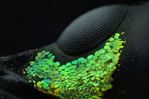 Nikon Small World Photomicrography 2018