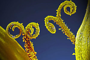 Nikon Small World Photomicrography 2018