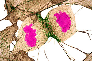 Nikon Small World Photomicrography 2018
