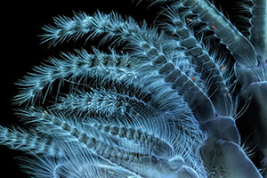Nikon Small World Photomicrography 2018