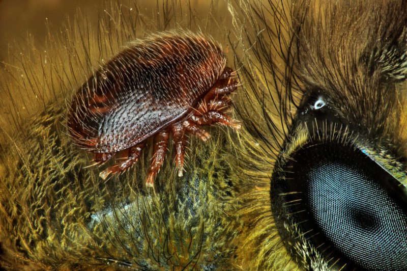 Nikon Small World Photomicrography 2018
