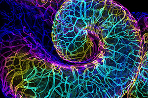 Nikon Small World Photomicrography 2018