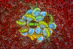 Nikon Small World Photomicrography 2018