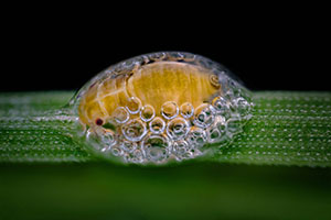 Nikon Small World Photomicrography 2018