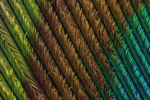 Nikon Small World Photomicrography 2018
